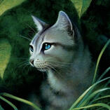 An image of Ivypool from Warrior cats, taken from the cover of a book.