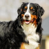 A photo of a fully grown Bernese Mountain Dog