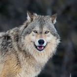 A Gray Wolf