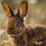 An image of a dark brown rabbit with upright ears.