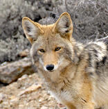 A coyote