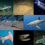 A collage of various shark species