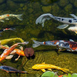 Koi and Common Goldfish swimming together in a body of water with lillypads.
